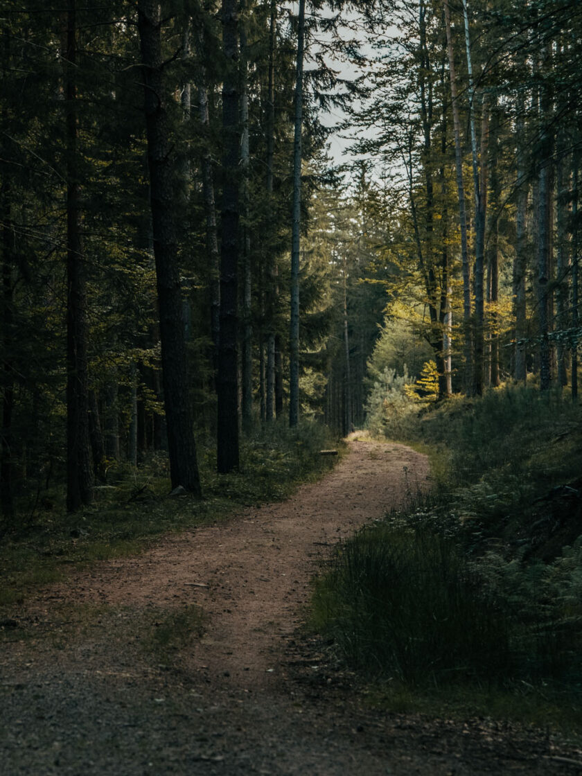 Waldweg im dunklen, grünen Wald bei Sonnenuntergang, Natur, Ruhe, Spaziergang.