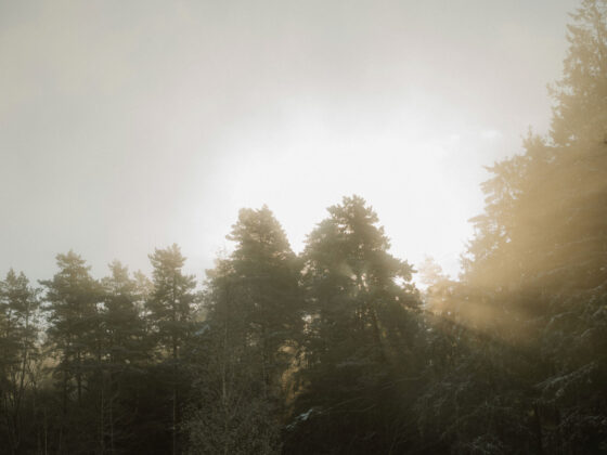Nebel im Wald mit Sonnenlicht und hohen Bäumen, ruhige Naturaufnahme.